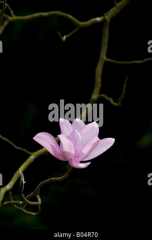 Magnolia campbellii darjeeling flower Stock Photo