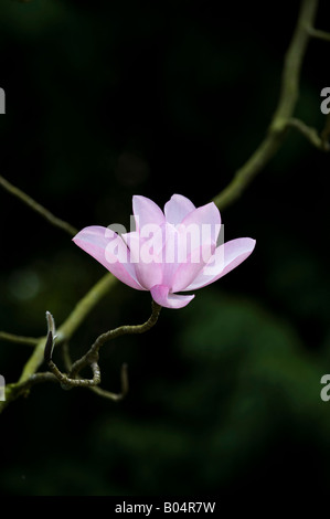Magnolia campbellii darjeeling flower Stock Photo
