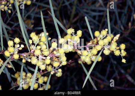 Flinders Range Wattle- Acacia iteaphylla -Family Mimosaceae Stock Photo