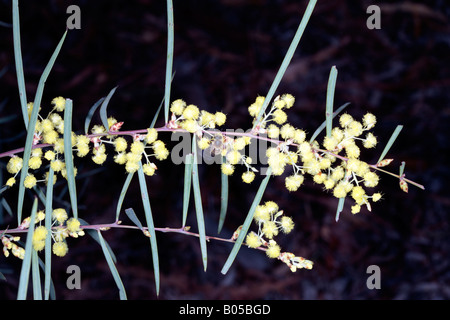 Flinders Range Wattle and Honey Bee- Acacia iteaphylla and Apis mellifera-Family Mimosaceae Stock Photo