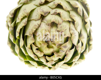 Fresh Ripe Uncooked Globe Artichoke Vegetable Isolated Against A White Background With A Clipping Path And No People Stock Photo