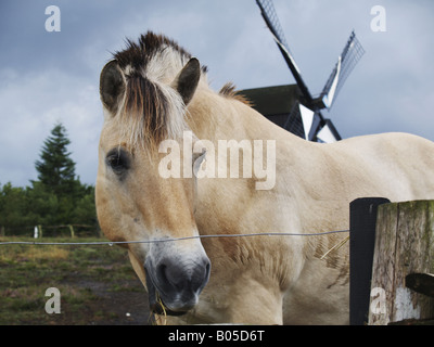 Fjord horse, Norwegian horse (Equus przewalskii f. caballus), portrait Stock Photo