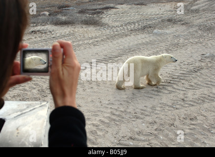 Manitoba Churchill Tourists on the Tundra Buggy Experience to see the Polar bears Stock Photo