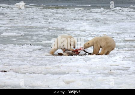 Manitoba Hudson bay unique photos of male polar bear feeding on a caribou carcass Stock Photo