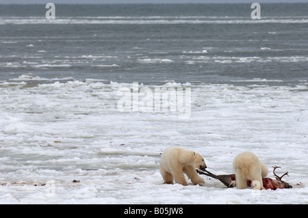 Manitoba Hudson bay unique photos of male polar bear feeding on a caribou carcass