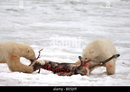 Manitoba Hudson bay unique photos of male polar bear feeding on a caribou carcass Stock Photo