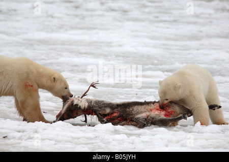 Manitoba Hudson bay unique photos of male polar bear feeding on a caribou carcass Stock Photo