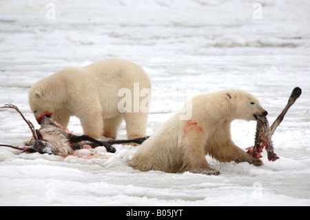 Manitoba Hudson bay unique photos of male polar bear feeding on a caribou carcass Stock Photo