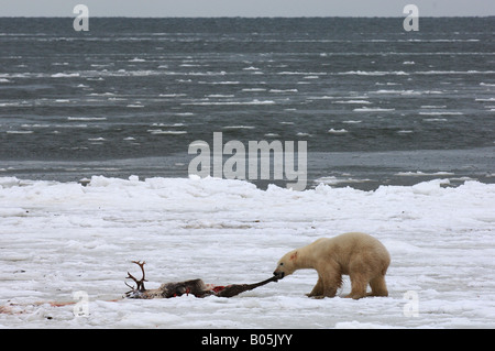 Manitoba Hudson bay unique photos of male polar bear feeding on a caribou carcass Stock Photo