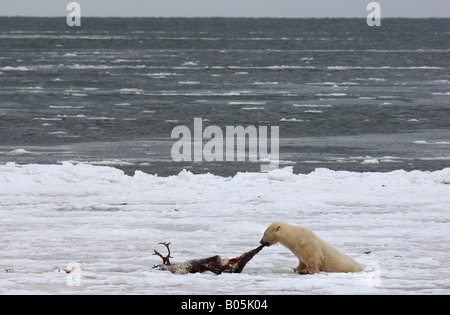 Manitoba Hudson bay unique photos of male polar bear feeding on a caribou carcass Stock Photo