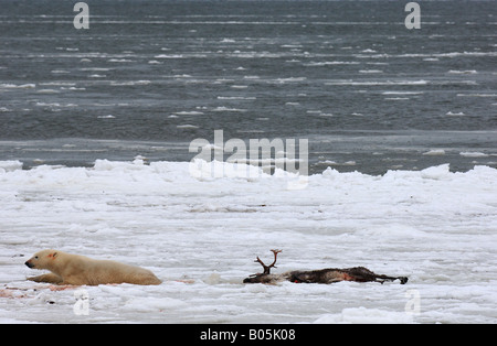 Manitoba Hudson bay unique photos of male polar bear feeding on a caribou carcass Stock Photo