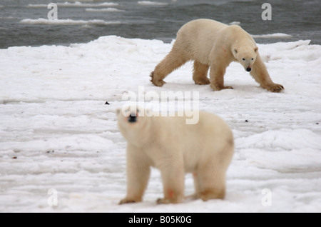 Manitoba Hudson bay unique photos of male polar bear feeding on a caribou carcass Stock Photo