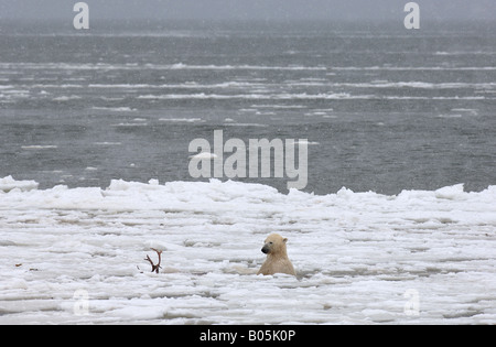 Manitoba Hudson bay unique photos of male polar bear feeding on a caribou carcass Stock Photo