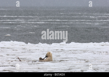 Manitoba Hudson bay unique photos of male polar bear feeding on a caribou carcass Stock Photo