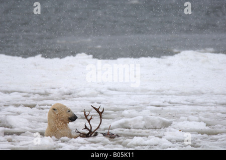 Manitoba Hudson bay unique photos of male polar bear feeding on a caribou carcass Stock Photo