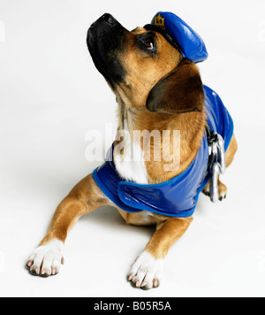 Dog wearing police costume Stock Photo