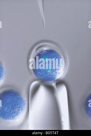 Cloning microinjection of human embryonal stem cells ES cells into egg cell ovum Stock Photo