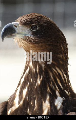 A White Tailed Sea Eagle (Haliaeetus Albicilla) sits majestically Stock Photo