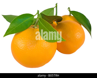 ripe oranges Stock Photo