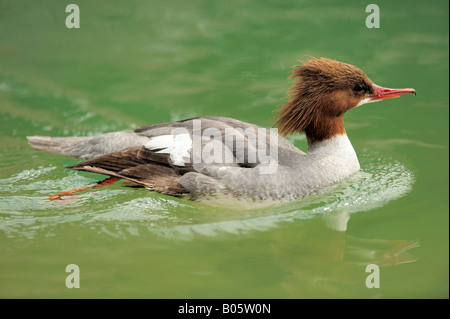 Common Merganser, bird goosander (Mergus merganser). Stock Photo