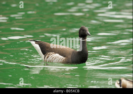 american brant / brent goose (branta bernicla). Stock Photo