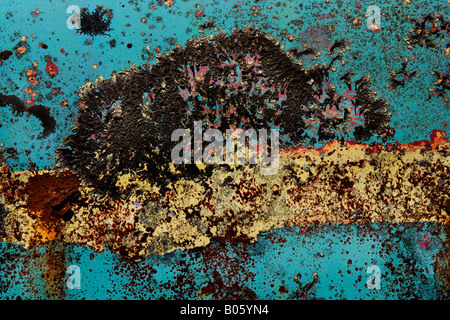 Turquoise paint rusting away on the surface of an abandoned car at Smash Palace, Horopito Stock Photo
