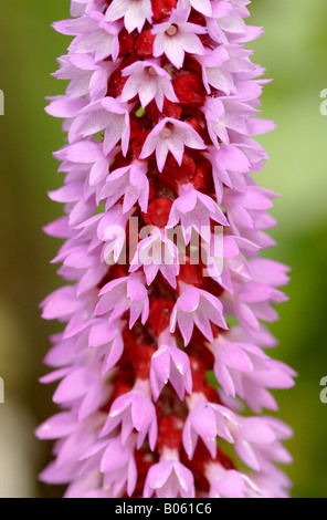 Orchid Primrose Primula vialli flowering in garden close up Stock Photo