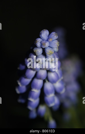 grape hyacinth Muscari neglectum Stock Photo