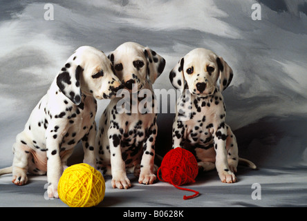 Dalmatian puppies three puppies with balls of red and yellow yarn Stock Photo