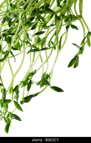 Green young pea sprouts isolated on white background Stock Photo