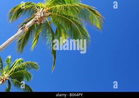 Tropical background of palms on blue sky Stock Photo