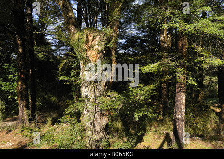 Native bush in the Victoria Conservation Park South Island New Zealand Stock Photo