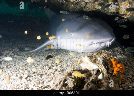 Nurse shark lying in a cave under water Stock Photo