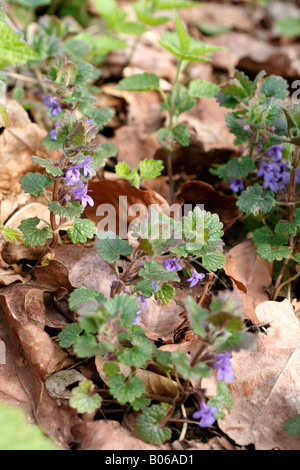 GLECHOMA HEDERACEA OR GROUND IVY IN LATE APRIL Stock Photo