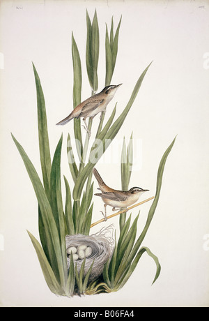 Acrocephalus schoenobaenus, sedge warbler Stock Photo