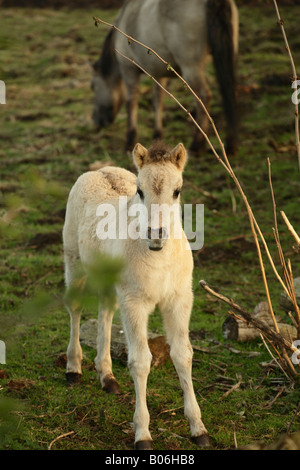 Wild Tarpan Ponies at Redgrave and Lopham Fen, Suffolk. Stock Photo