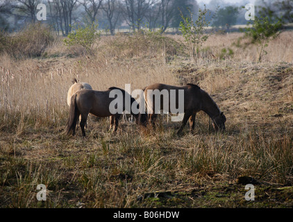 Wild Tarpan Ponies at Redgrave and Lopham Fen, Suffolk. Stock Photo