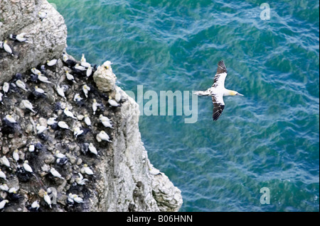 A Northern Gannet flying above the nesting colony at Bempton Cliffs RSPB nature reserve on the North Yorkshire coast.UK Stock Photo