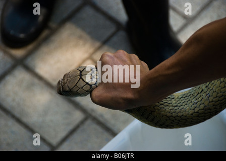 An adult  king Cobra is handled a it is about to be placed into a container. Stock Photo