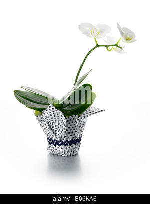 white orchid in wrapped pot Stock Photo