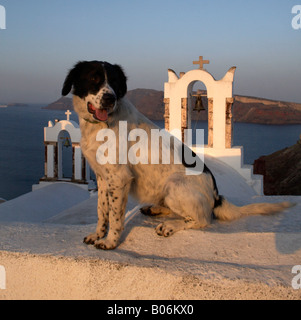 Dog taking in the view on the island of Santorini, Greece Stock Photo