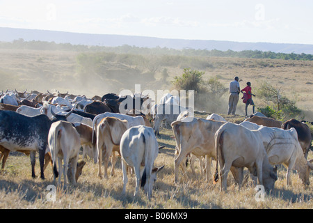 Masai cattle grazing just outside the Masai Mara National Reserve Stock Photo