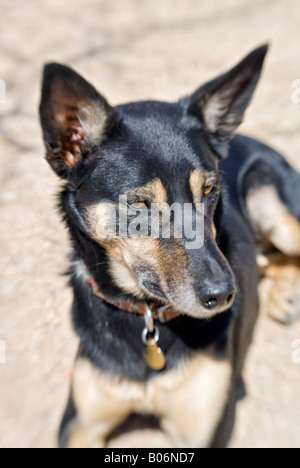 portrait of an alert Australian kelpie dog with black and tan markings Stock Photo