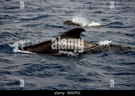 Short finned Pilot Whales Maldives Globicephala macrorhynchus Stock Photo