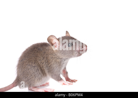 Curios mouse Stock Photo