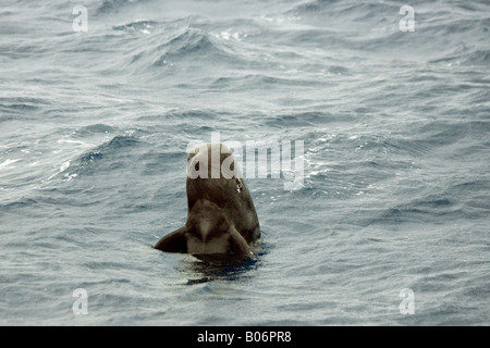 Short finned Pilot Whales Maldives Globicephala macrorhynchus spyhopping Stock Photo