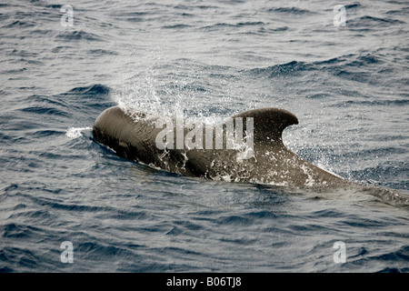 Short finned Pilot Whale Maldives Globicephala macrorhynchus surfacing Stock Photo