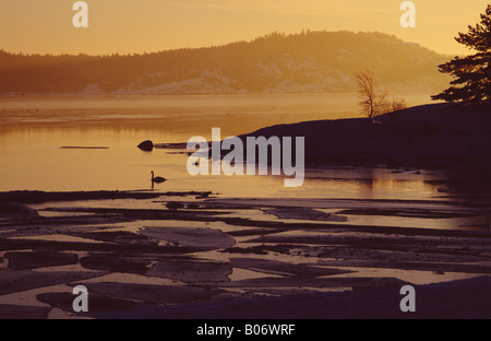 A solitary swan swims in frigid water on a mid-winter day on the west coast of Sweden Stock Photo