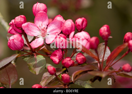 Pink blossom of the Flowering Crab Apple tree (Malus spectabilis 'Riversii') in Spring Stock Photo