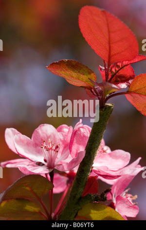 Pink blossom of the Flowering Crab Apple tree (Malus spectabilis 'Riversii') in Spring Stock Photo